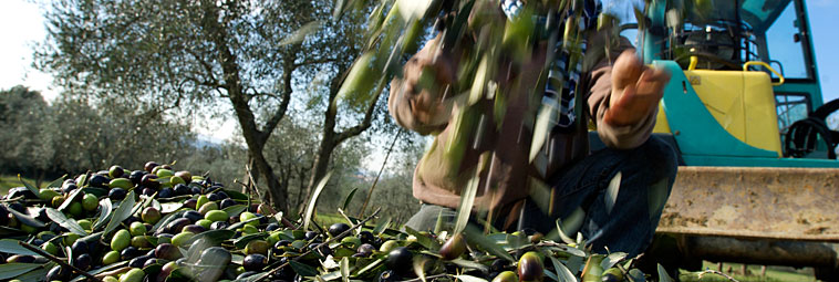 raccolta delle olive macchinari 6